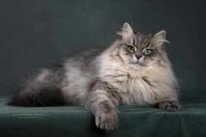 Молодые коты и кошки ищут семью