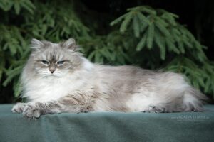 Молодые коты и кошки ищут семью