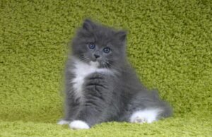 Котята для вас