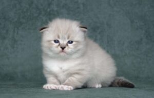 Котята для вас