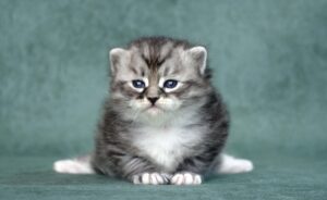 Котята для вас