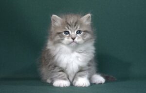 Котята для вас