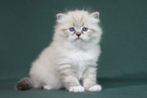 Котята для вас