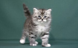 Котята для вас